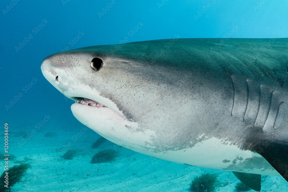 Fototapeta premium Shark face