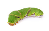 Catepillar of lime Butterfly ( papilio demoleus ) isolated on wh