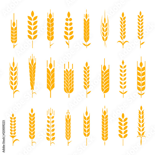 Wheat ear symbols for logo design.
