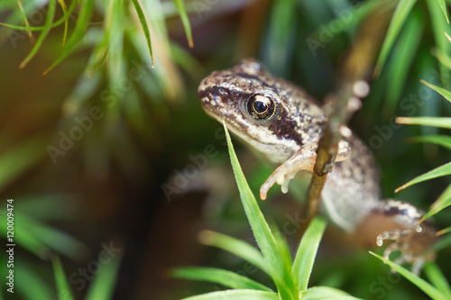 Small forest frog in grass