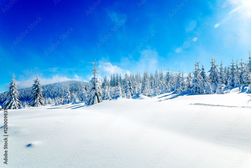 Beautiful mountain snowy landscape and snow covered trees. Beautiful sunny day in the mountains.