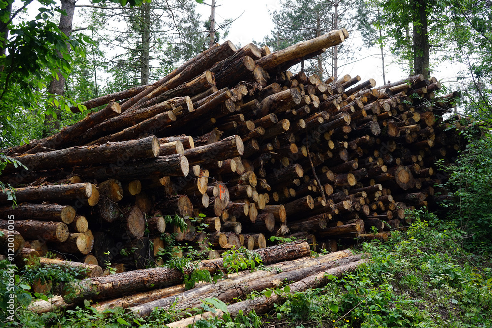 Pine tree logs