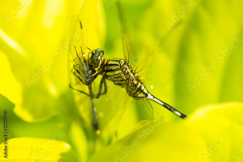 The tiger dragonfly eats another dragonfly