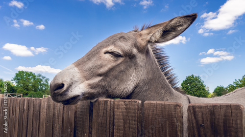 Esel am Zaun im Streichelzoo photo