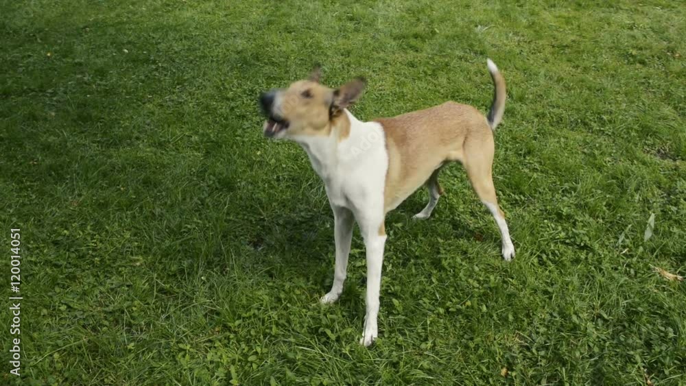 Smooth Collie pet dog barking in the garden Smooth Collie pet dog barking in the garden