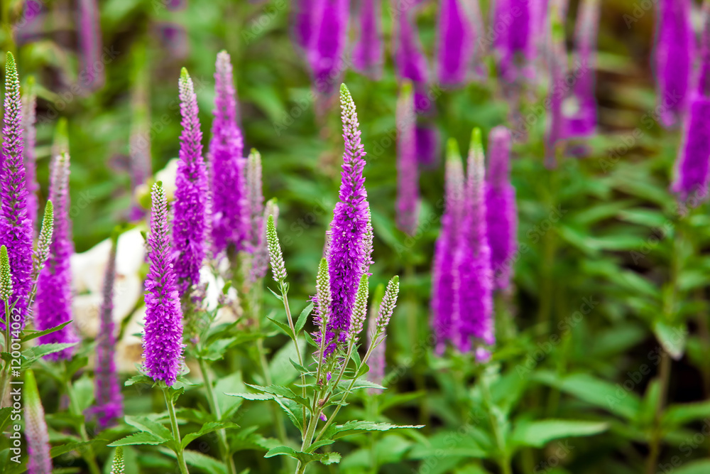 Purple salvia nemorosa perennial plant Purple salvia nemorosa perennial plant