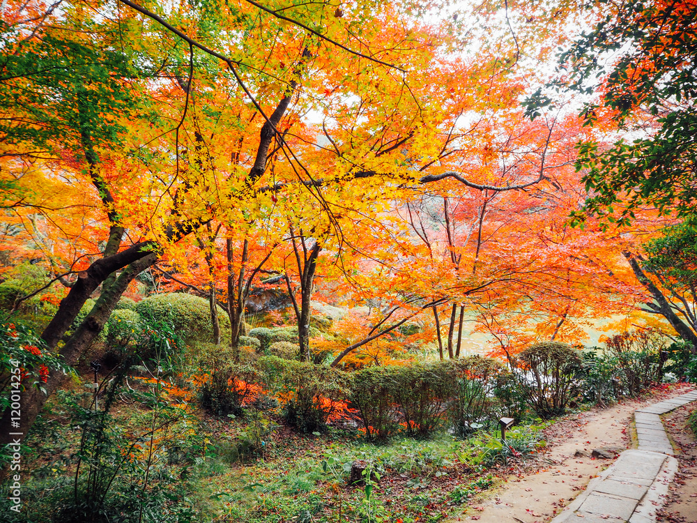 Blur Abstract Autumn background in Mifuneyama Rakuen Garden, Saga, Japan