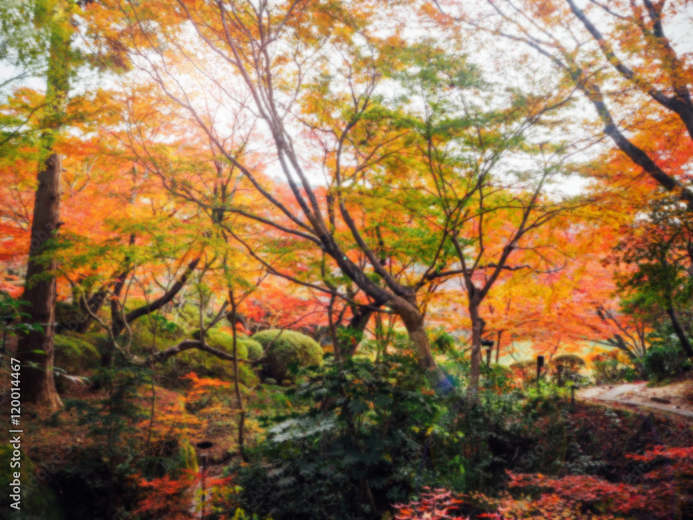 Abstract autumn forest blur background in Japan Abstract autumn forest blur background in Japan