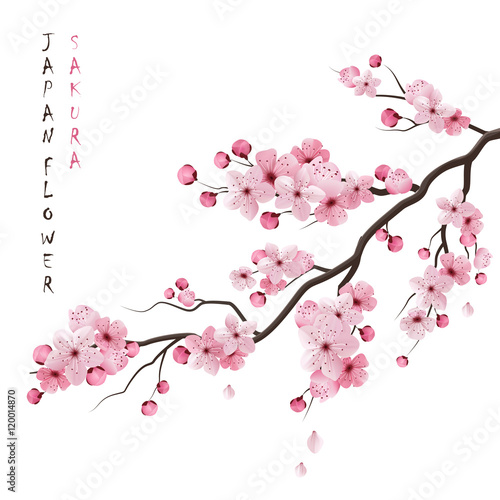 Carta da parati il sakura - Carta da parati Realistic Sakura Branch