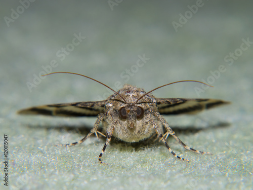 Night butterfly, face to face