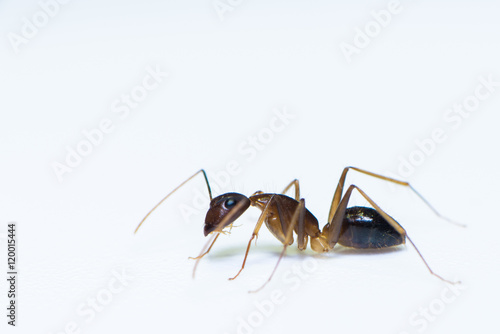 Ant on the white background