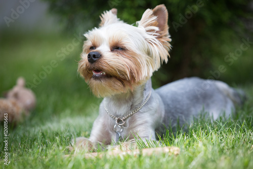 Yorkshire terrier smiles on a green grass
