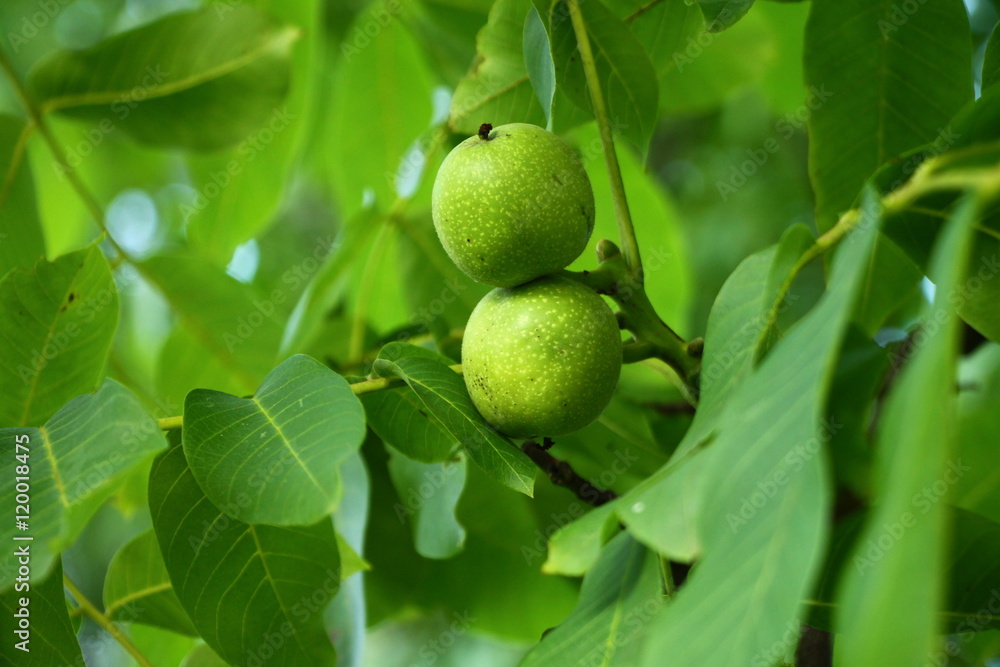 Two growing walnuts on the branch