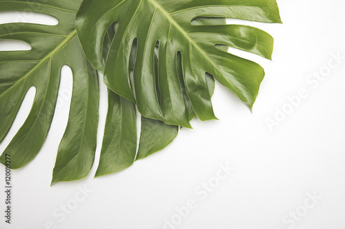 Large green tropical leaf from the monstera plant