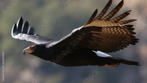 Bild auf Leinwand Verreaux's Eagle (Black Eagle), Aquila verreauxii, at Walter Sis