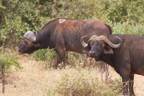 Group of Buffalo in tsavo National Park, Kenya © Wead