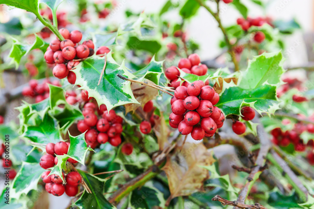 Holly branches with fruits (Ilex aquifolium) Holly branches with fruits (Ilex aquifolium)