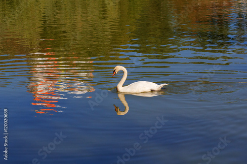 White swan on the water surface of the pond. Birds