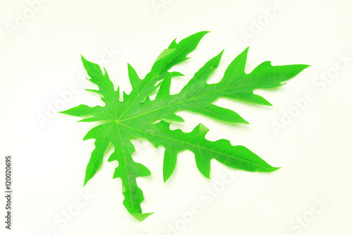 Papaya leaf isolated on white background