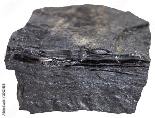 carbonaceous shale stone (slaty coal bone)