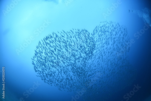 School of fish in shape of a heart