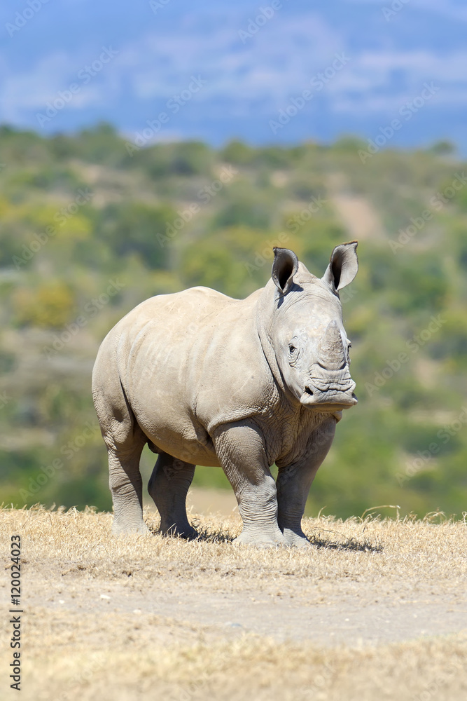 Naklejka premium African white rhino