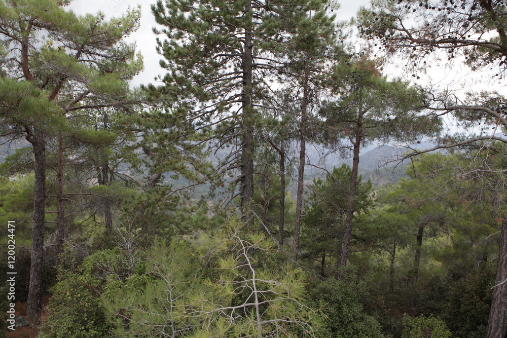 Fototapeta premium route des Troodos