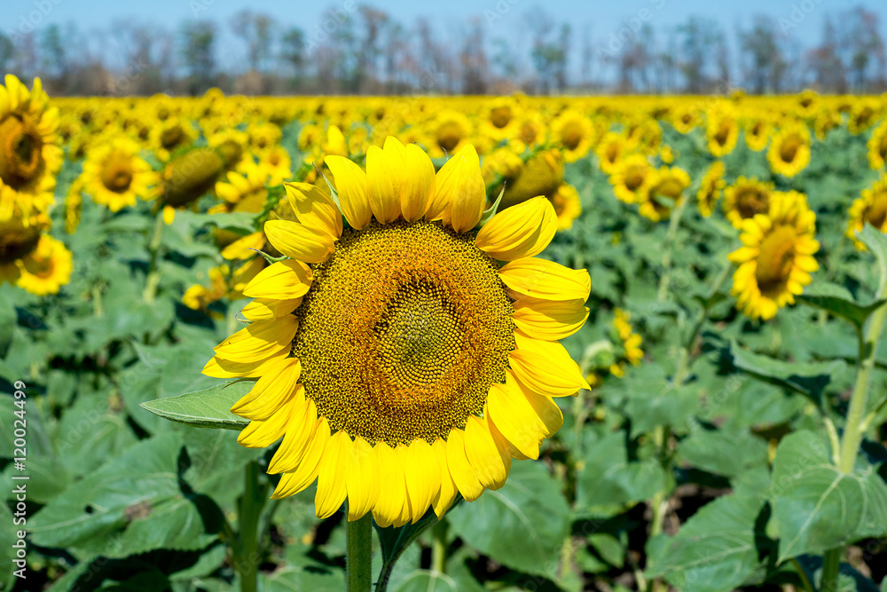 Fototapeta premium field of blooming sunflowers on a background sunset, sunflower harvest. Seasonal hay fever.