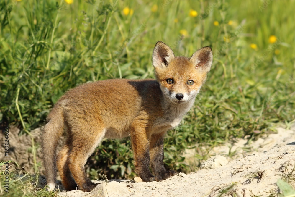 cute fox cub looking at camera