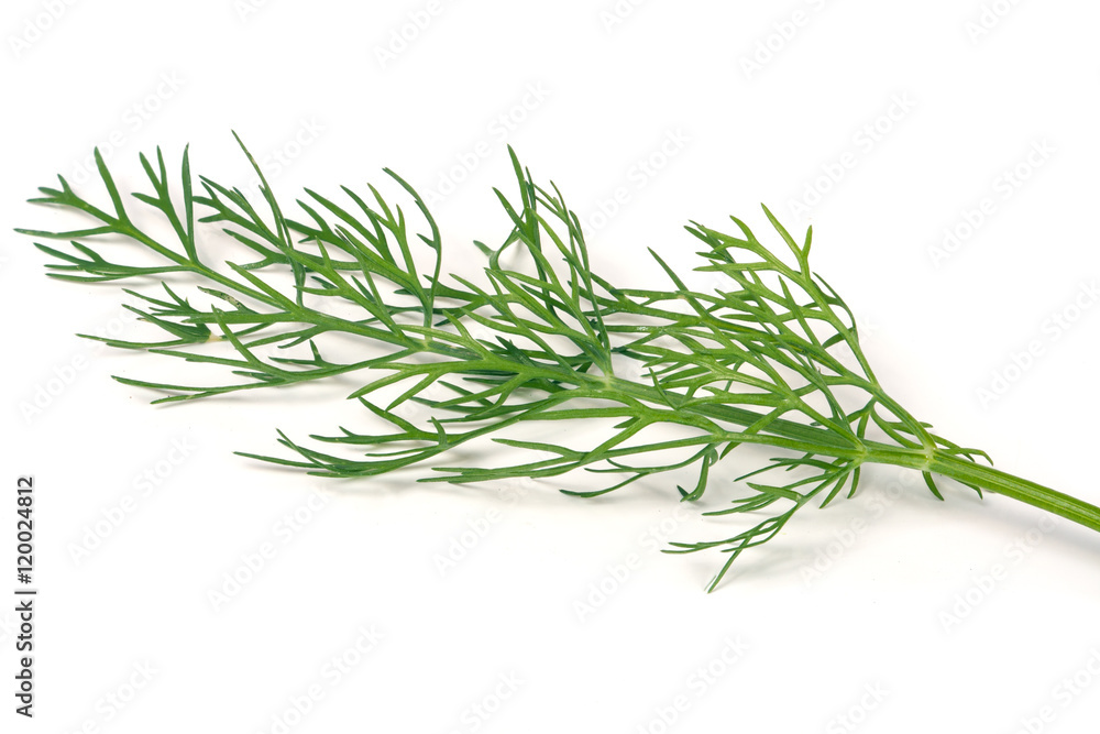 sprig of dill is isolated on  white background closeup
