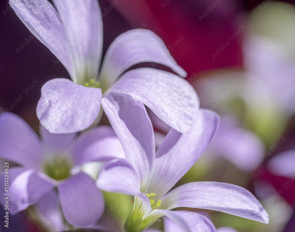 lilac flower detail