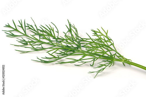 sprig of dill is isolated on white background closeup
