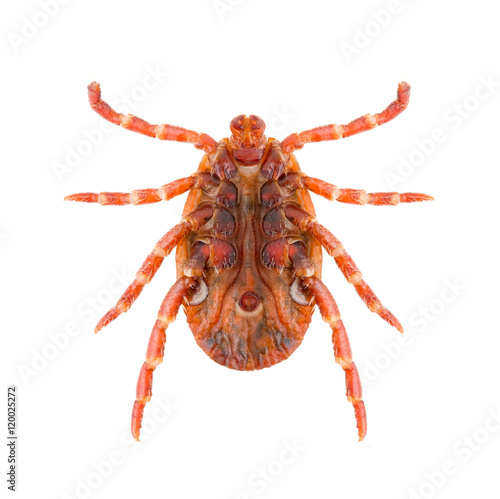 Lyme disease carrier Ixodes tick Dermacentor marginatus isolated on white background, ventral view. photo