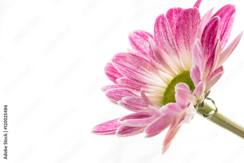 Obraz premium Weiß pinke Chrysantheme isoliert vor weißem Hintergrund