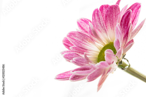 Wei   pinke Chrysantheme isoliert vor wei  em Hintergrund