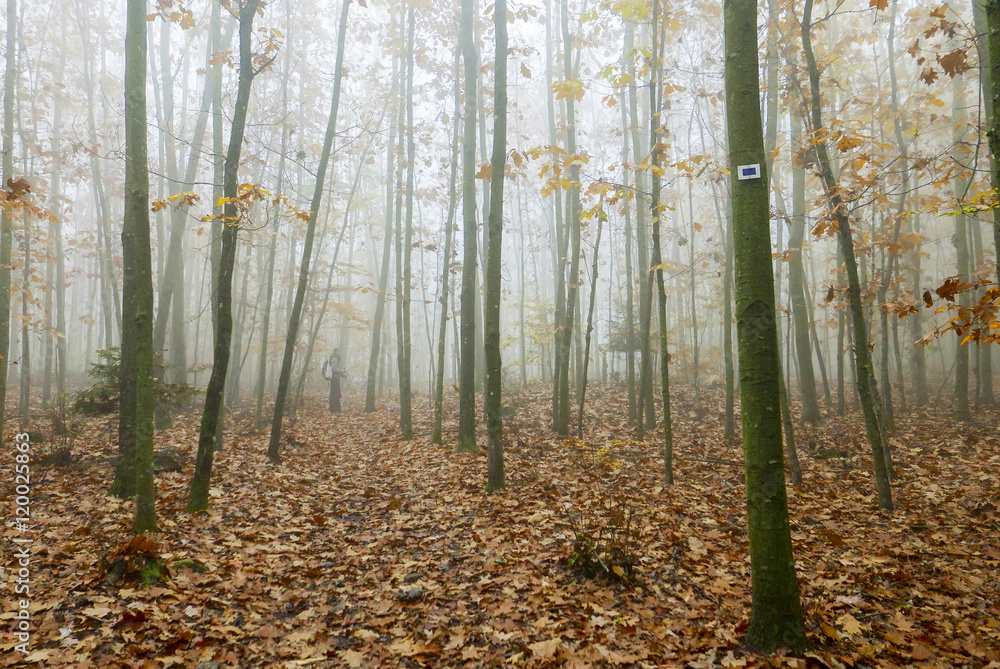 Naklejka premium Randonneuse en forêt d'automne