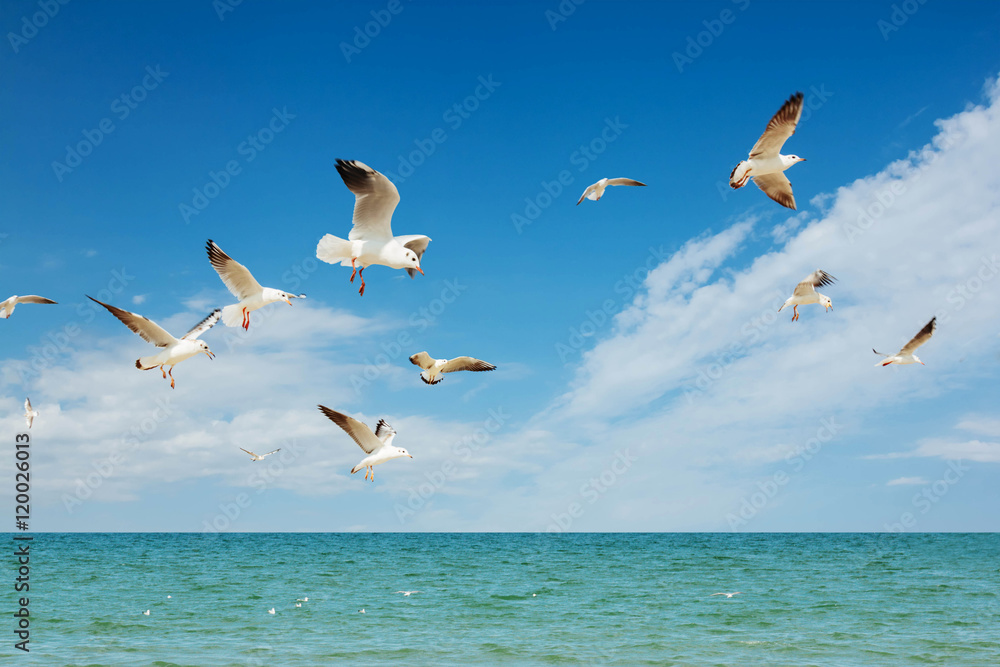 Seagulls group fishing