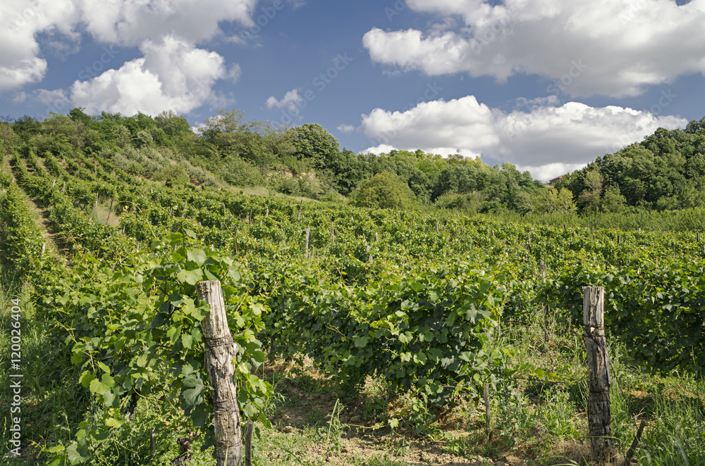 Obraz premium Vineyard in countryside
