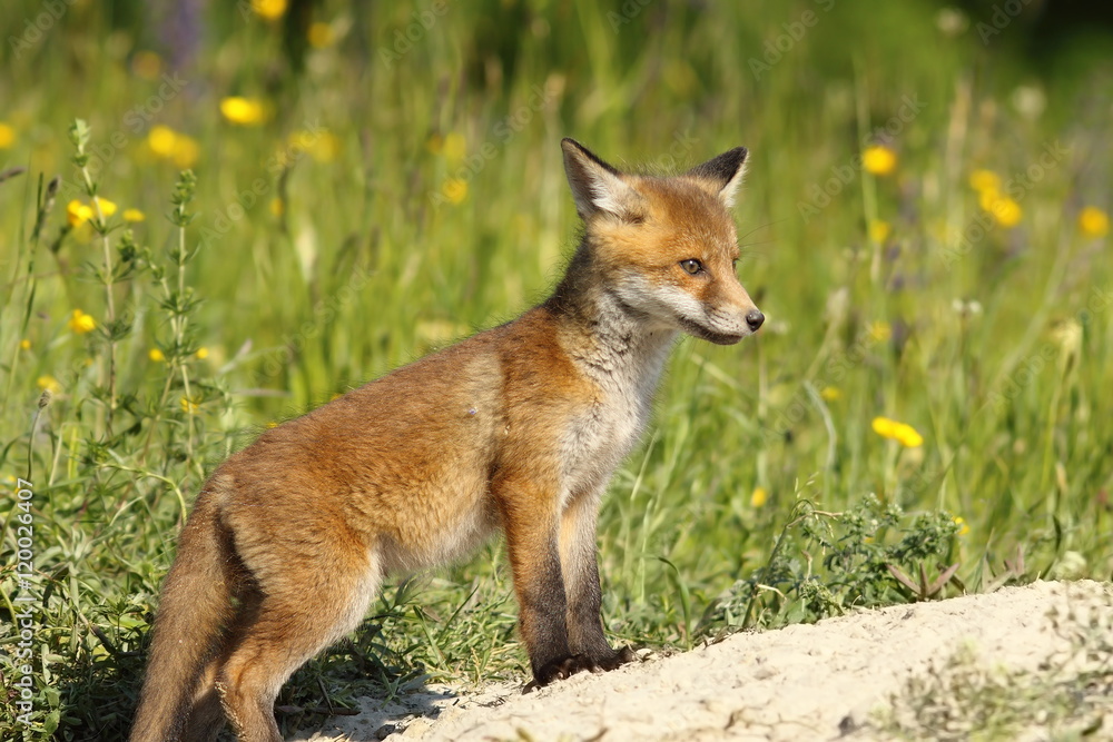 red fox baby near the den