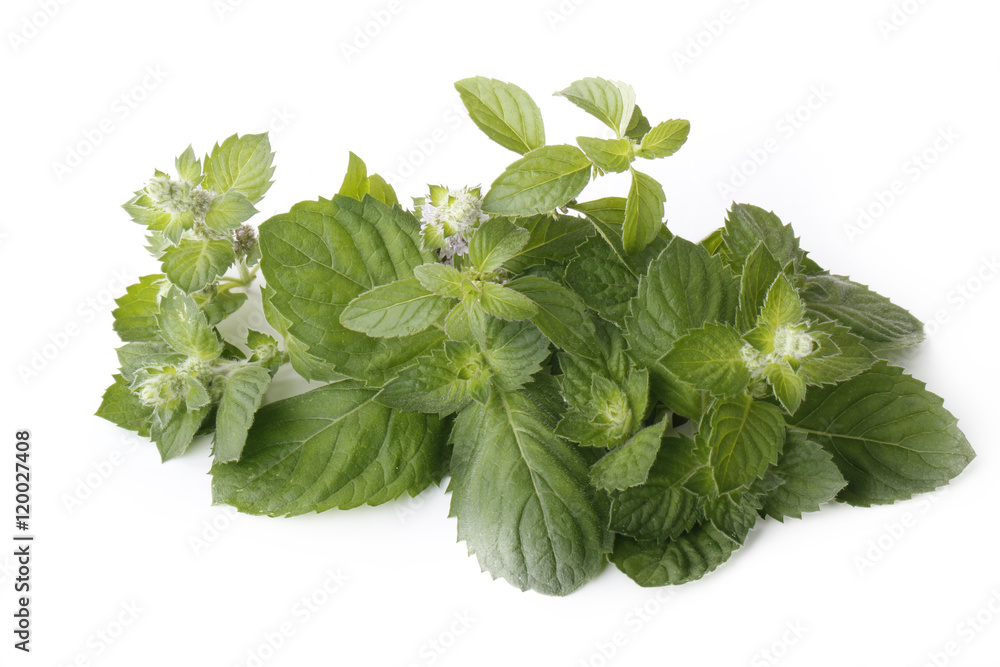 Obraz premium freash green mint isolated