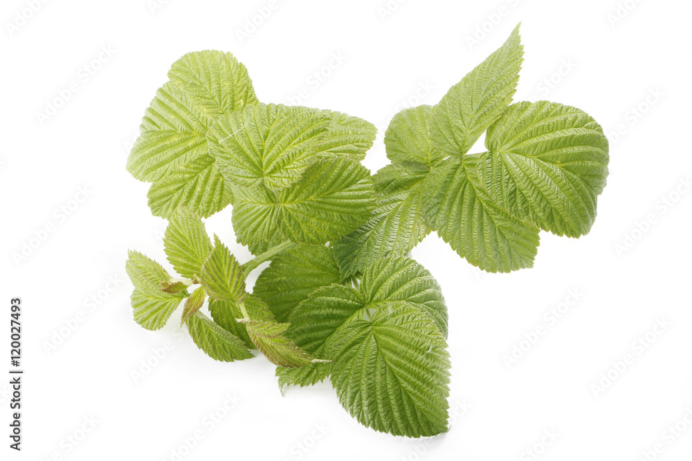 Green leaf of raspberry isolated Green leaf of raspberry isolated