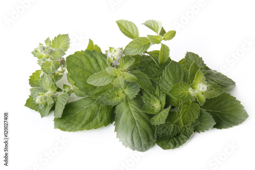 freash green mint isolated