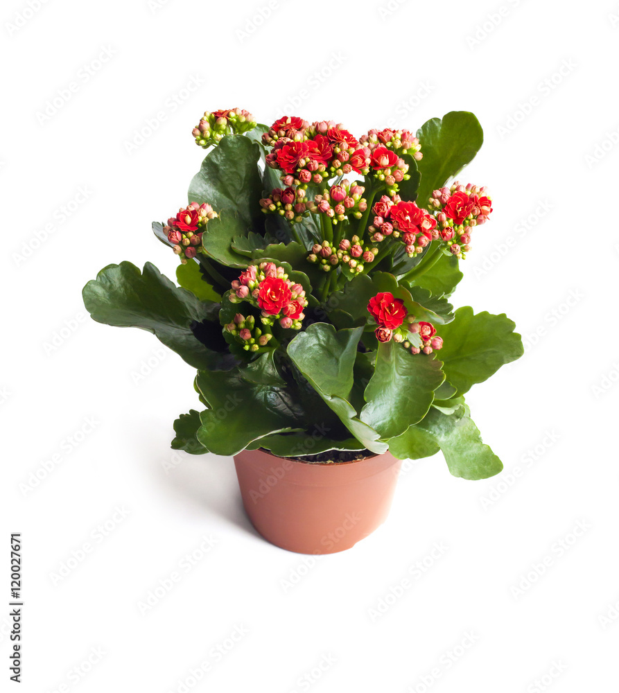 Kalanchoe flower in pot isolated on white background 