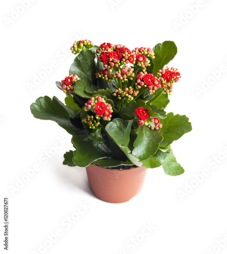 Kalanchoe flower in pot isolated on white background 