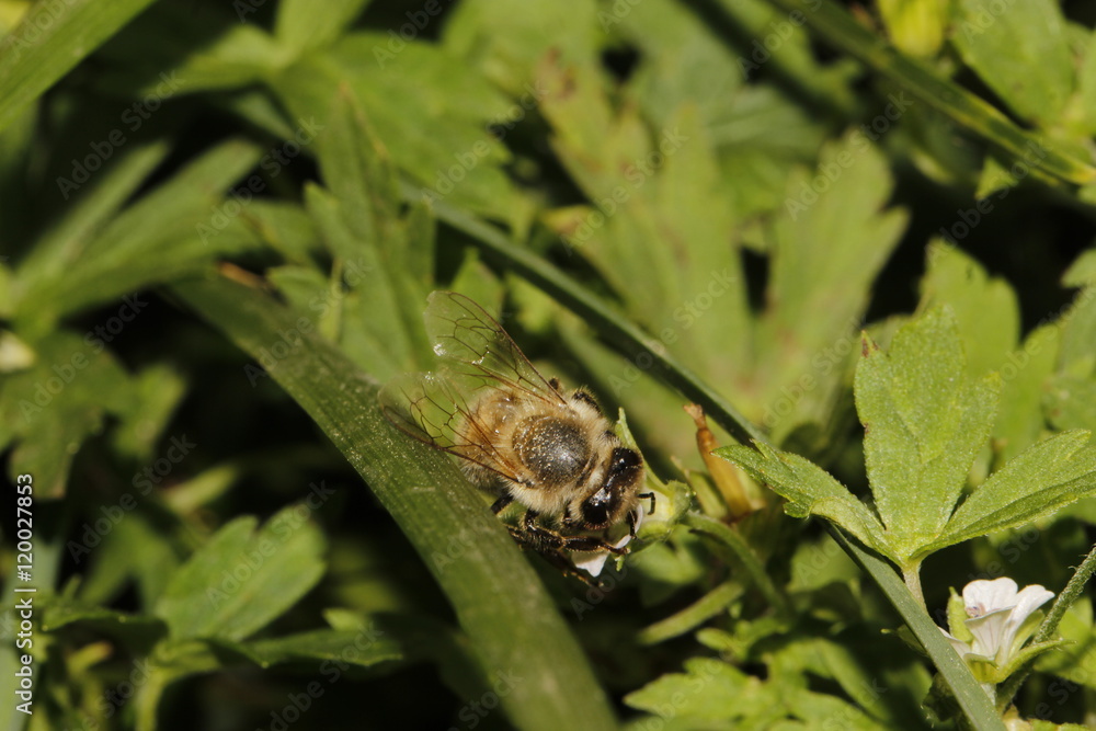 bee and flower bee and flower