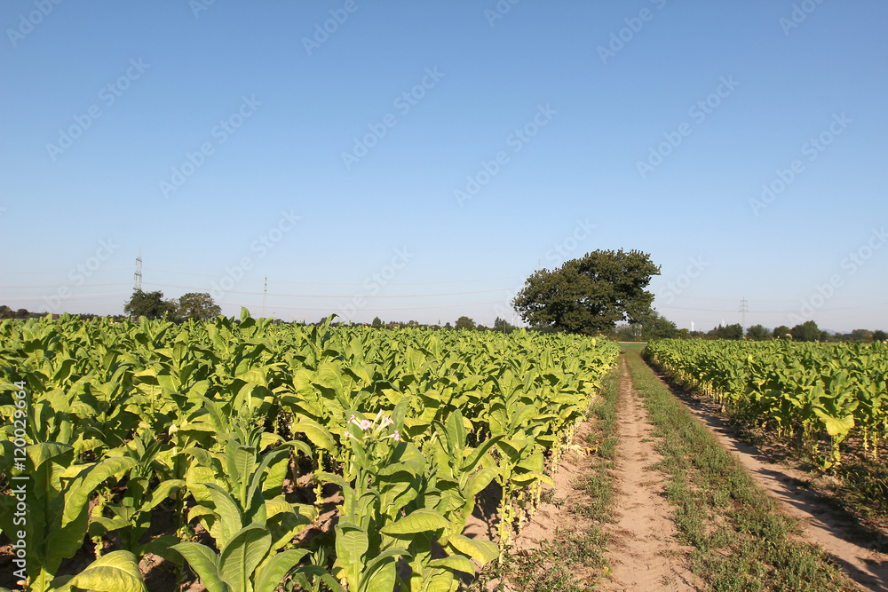 Fototapeta premium Tobacco Plantation