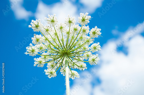 Hogweed inflorescence on the background of blue sky