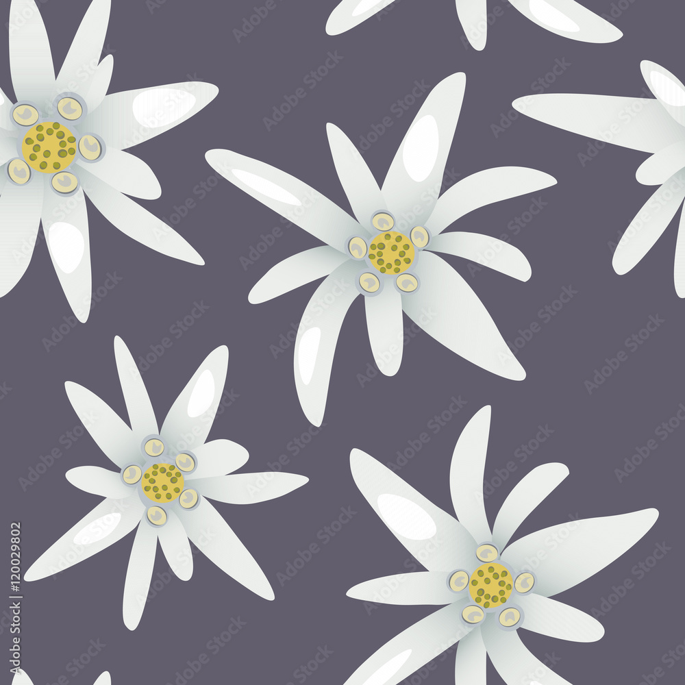 Fototapeta premium Edelweiss flowers pattern