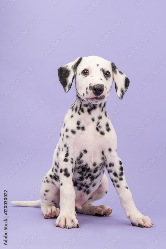 Cute black and white dalmatian puppy sitting looking funny on a purple lavander background