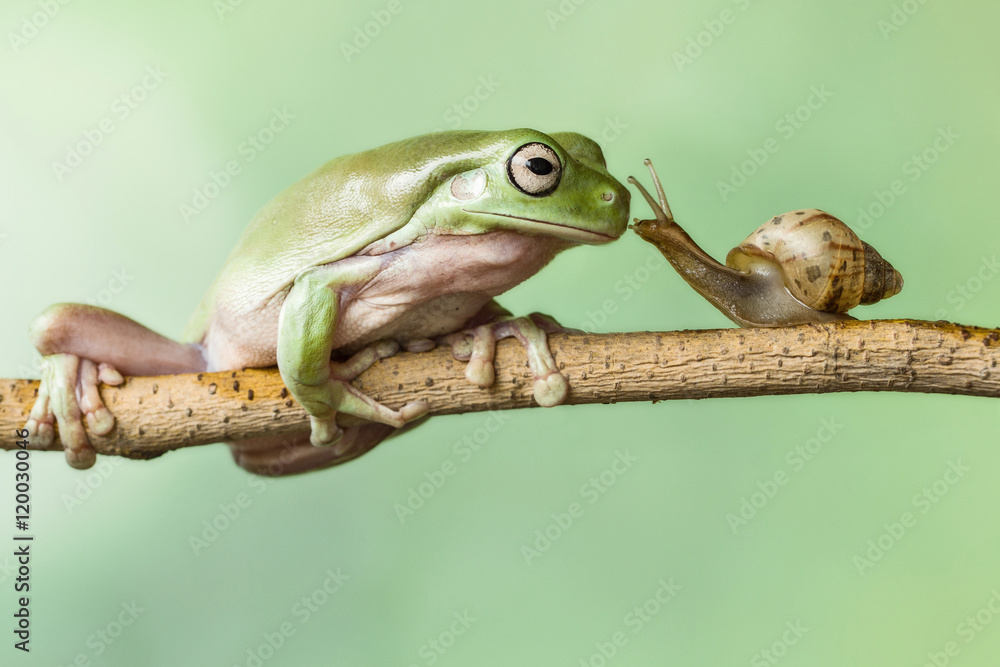 Obraz premium KISS MY PRINCE : SNAIL KISS FROG